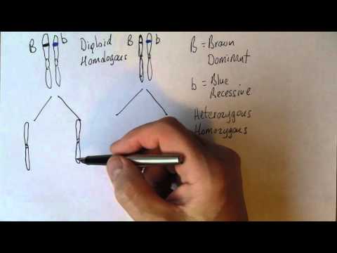 Genetics 3, Monohybrid inheritance