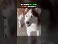 RANKING WILDEST HUSKY MOMENTS 🐶🐶 #fyp #viral #shorts #dog
