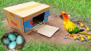 Creative Unique Parrot Trap Technology Using Big Cardboard Box & Easy Bird Trap 100%