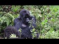 Mountain Gorillas- Rwanda