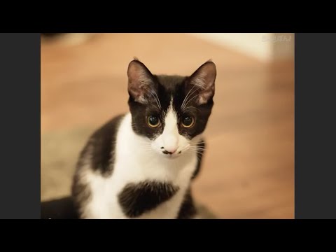 思い出ぽん！ おれ、ねこ （出演：くろ） Eテレ0655
