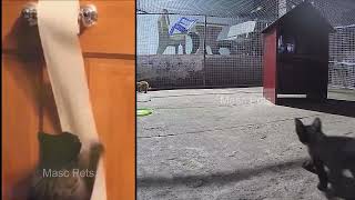 🤣🐱 Funny Dog And Cat Videos 😹😂 Best Funny Animal Videos # 3