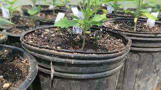 2025 Outdoor Cannabis Plants and Indoor Grow update