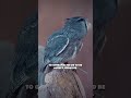Owl Spirit Animal