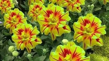 #قراءة للشيخ إبراهيم الاخضر من سورة النساء الآيات (88-113)