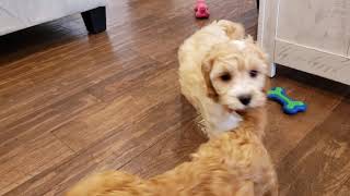 Adorable F1 Cockapoo Puppies! Adorable F1 Cockapoo Puppies!