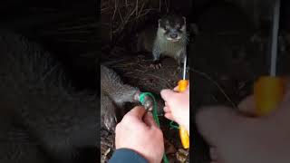 Hands Prying Synthetic Rope in a Forest Den Close