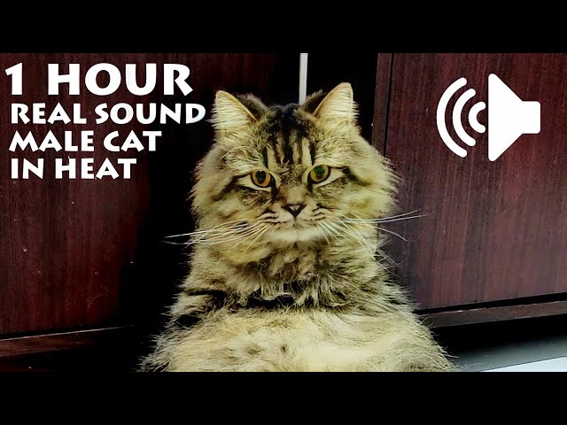 1 HOUR MALE CAT IN HEAT MEOWING - TO PRANK YOUR PETS - REAL SOUND class=