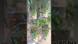 #autoproduco#cibo#mucche#cavalli #capre#pecore #oleiti