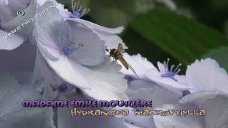 Hydrangea macrophylla madame emile mouillère - hortensia HD stockshots broadcast format available at: http://www.stockshot.nl/ - 
hortensia - tuinhortensia -- hydrangea - Hortensien - Hortenzie - Hortensiasläktet - ortensie
Familie: Hydrangeaceae
Madame emile mouillère is een prachtige witte bolbloemige Hydrangea. Het is een oude cultivar uit 1909, die vanaf het begin beroemd is om haar rijke bloei. 
Hydrangea macrophylla madame emile mouillère is een struik die zo'n 1,50 meter hoog kan worden.