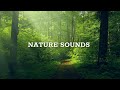 Forest birdsong nature sounds birds singing from nature sounds