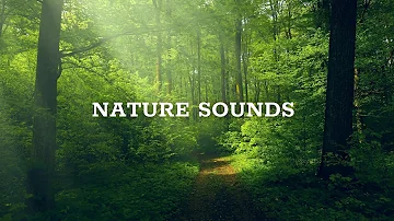 Forest Birdsong Nature Sounds, Birds Singing from Nature Sounds