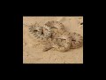 تفسير حلم قطع الثعبان الى نصفين 