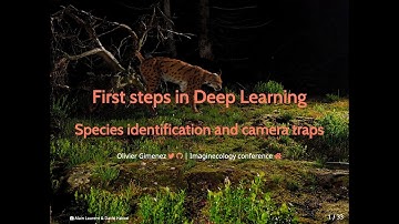 First steps in Deep Learning - Species identification and camera traps
