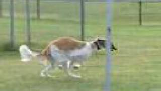 Borzoi at running practice