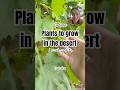 Desert garden! #desertgarden #gardening #growyourownfood #homegarden #backyardhomestead