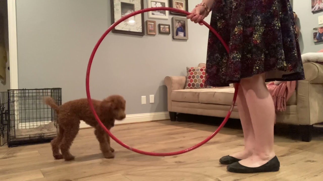 AKC Novice Trick Dog Video Spruce YouTube akc-novice-trick-dog-video-spruce-youtube