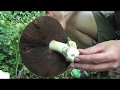 Identifying the Horse Mushroom, Agaricus arvensis
