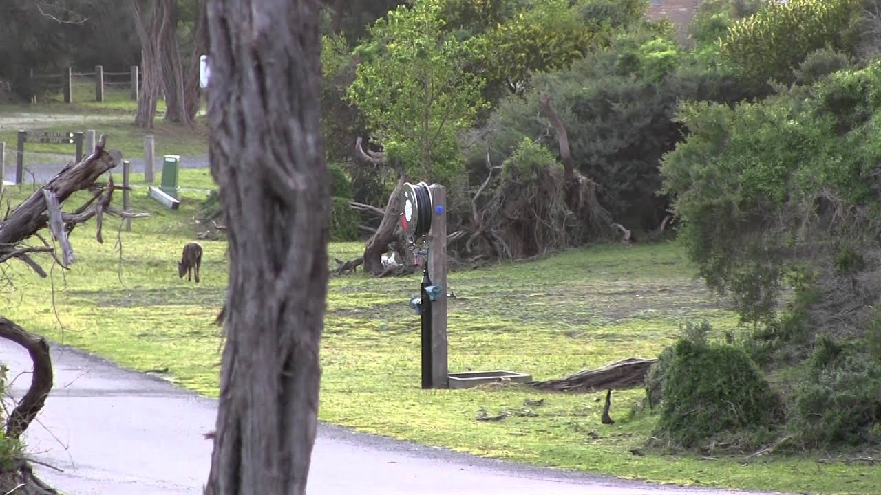 Conservation Pest Management at Wilsons Promontory