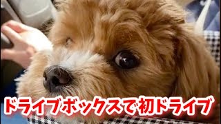 【マルプー犬のマリモ】アームレスト設置タイプのドライブボックス初使用