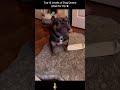 Ranking the most Dramatic Dogs ever ! (wait for #1)😱 Dog grooming ASMR.