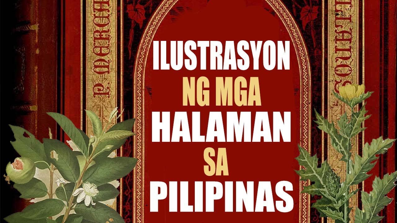 Ilustrasyon ng mga Halaman sa Pilipinas - YouTube