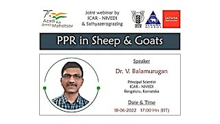 PPR in Sheep & Goats  Sheepfarming  Goatfarming Sathyazerograzing