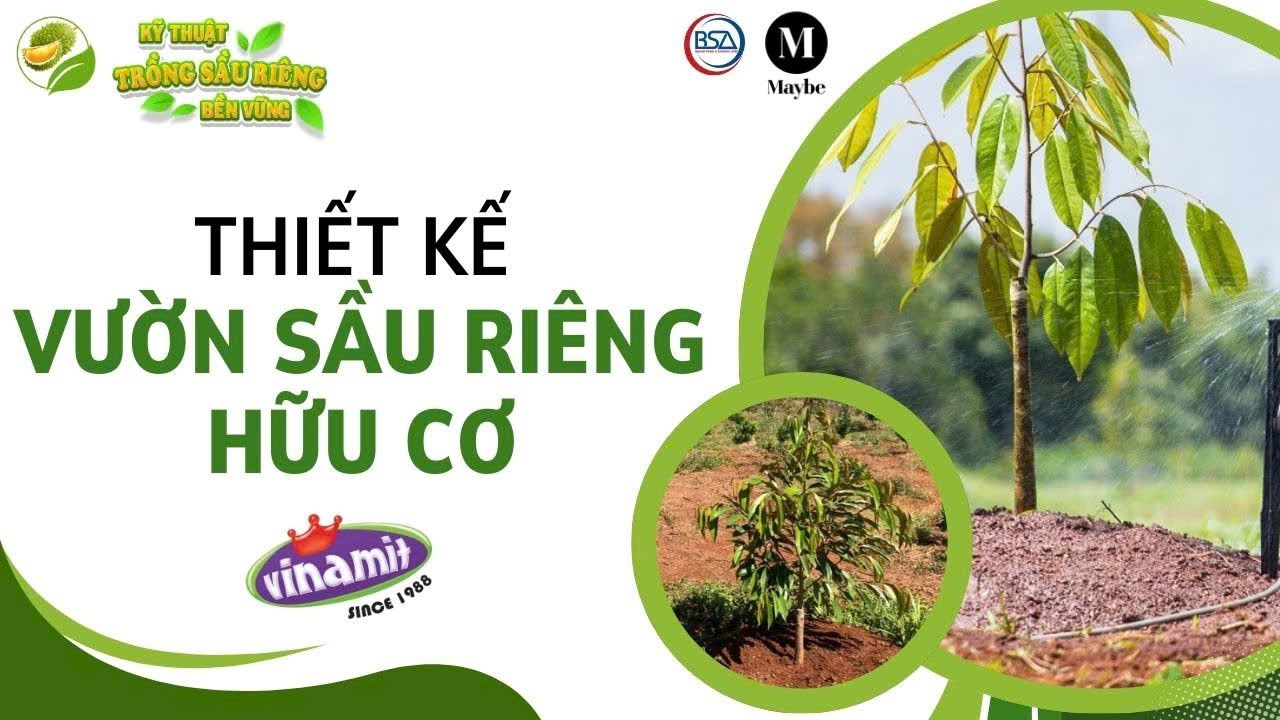 Thiết kế vườn sầu riêng hữu cơ #1 - Nông gia Huỳnh Quới