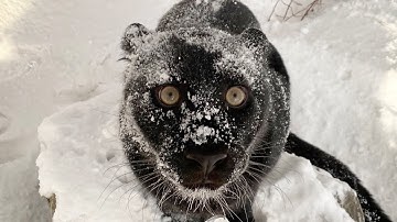 We returned to the magical forest with Luna the panther 😍 Part 2. (ENG SUB)