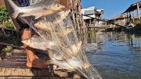 chài bữa nay trúng mười mấy kg cá cóc mọi người ơi