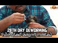 Deworming : GSD puppy : DAY 3:GSD training : LAZE MEDIA : Dog training malayalam :വിരമരുന്ന് നല്‍കി