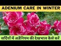 Winter care of Adenium plant । सर्दियों में अडैनियम की देखभाल कैसे करें ।। desert rose care ।। LG ।।