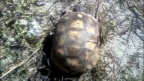 Just another day in Florida...saved a tortoise.