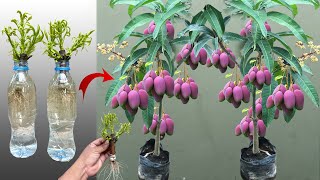 Best Skill Growing Mango​ Trees Using Orange With Quick and Easy Techniques For Fast Rooting