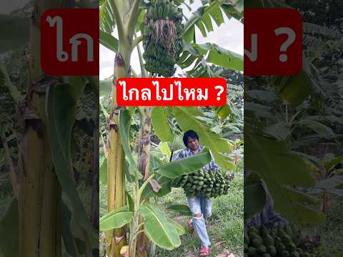 กล้วยเครือใหญ่ จะไกลไปไหม? #เกษตรกรชาวบ้าน #วิถีชาวบ้าน #farming