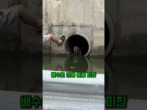배수로에 몸 피한 강아지, 두 남성이 벌인 목숨건 구출 thumbnail