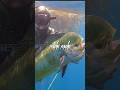 Spearfishing Mahi Mahi in California