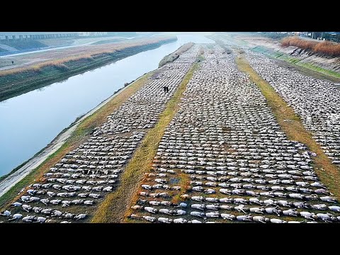 Tears For Fears \u0026 The Cure - Mad World/A Forest  (matt one