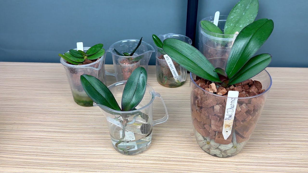 такая пересадка и полив орхидей БЫСТРО ПОМОГУТ нарастить новые корни маленьким орхидеям