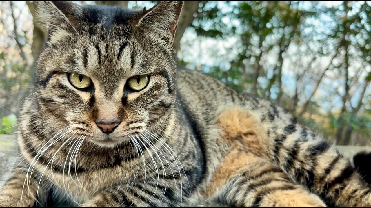 さぁ来い！おいで合図に全力応える素直で可愛い躍動猫ニャッハー