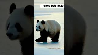 Panda Bear Walking On Ice