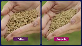 Nutrena NatureWise All Flock 20% Protein | Complete Nutrition for Mixed Flocks