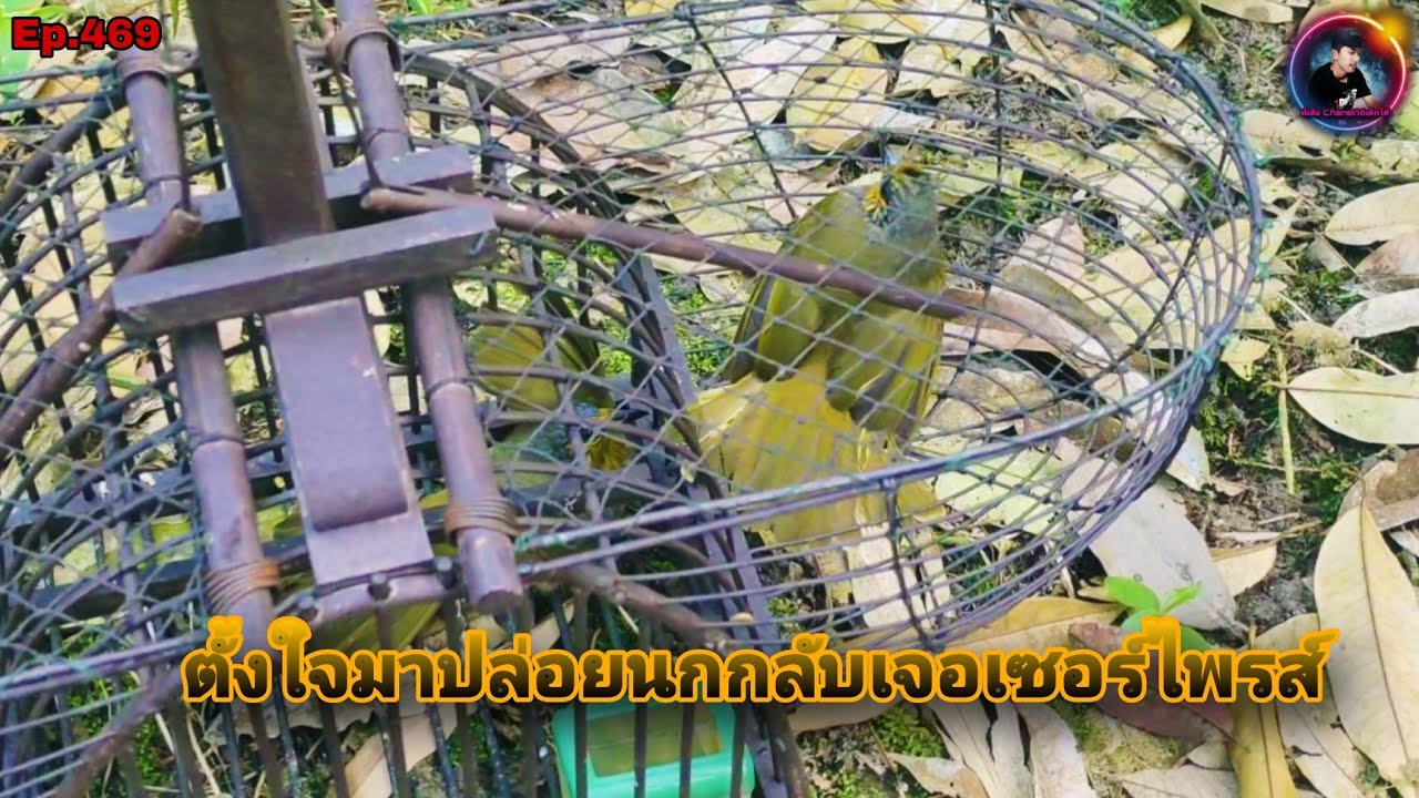 เสียงนกดอกแตงEp.469 มาปล่อยนกกลับคืนถิ่นแต่กลับเจอสิ่งนี้ไม่น่าเชื่อว่าจะเจอ(Stripe-throated Bulbul)