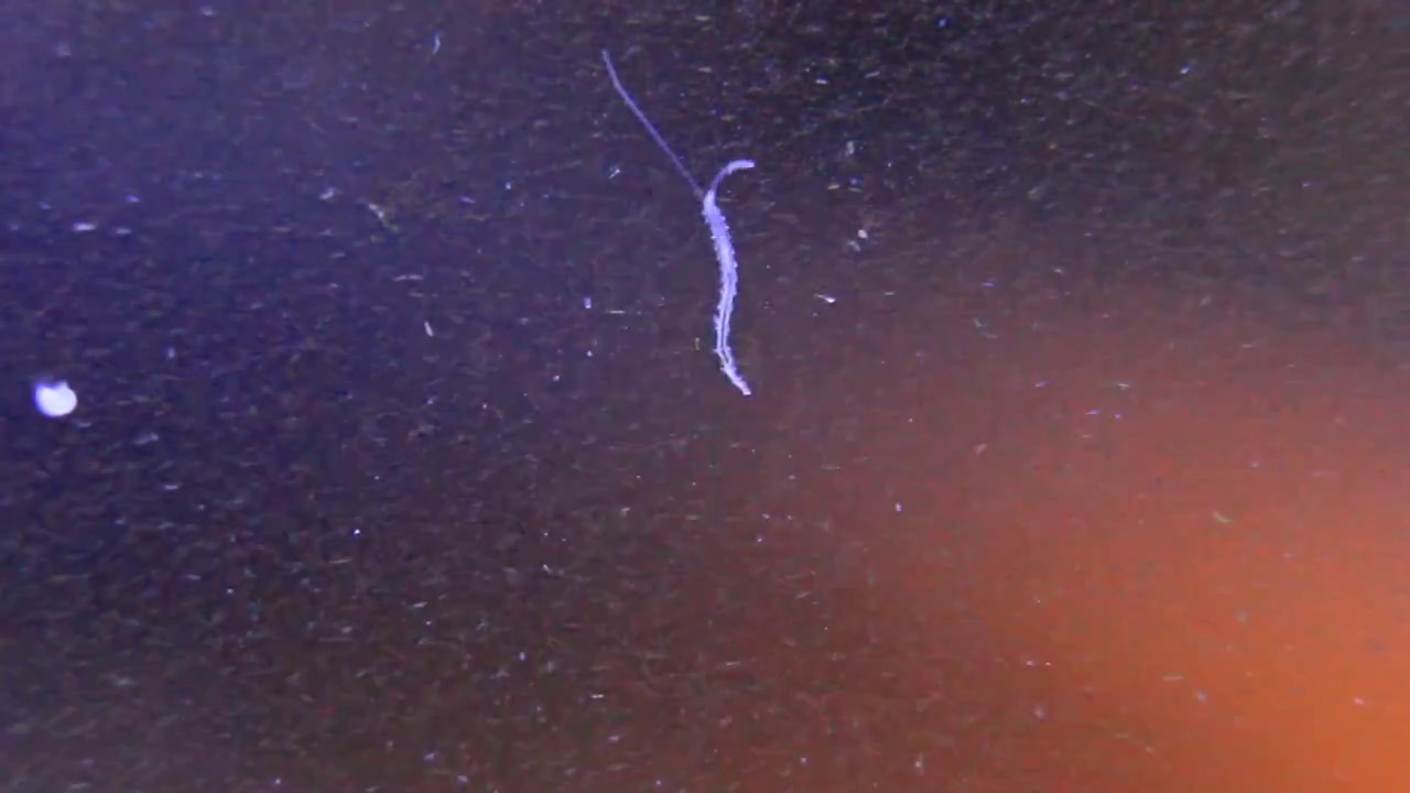 Le Rocher de Stomias - 66