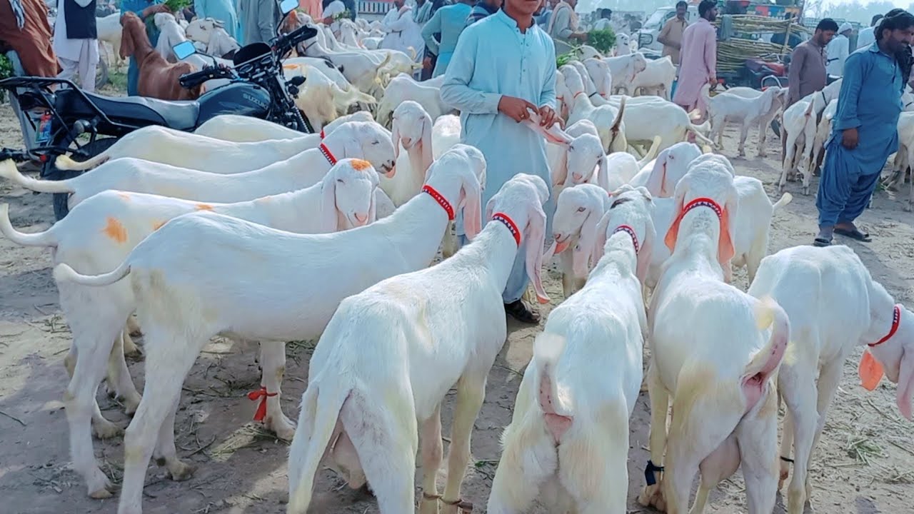 Dera Bakra Mandi doan Gulabi Bakray Bachon wali Bakrian - YouTube