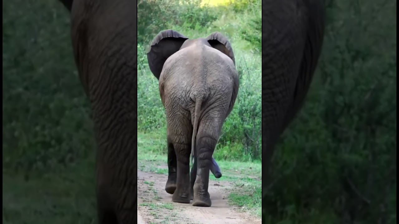 Elephant Gestation period 🫨