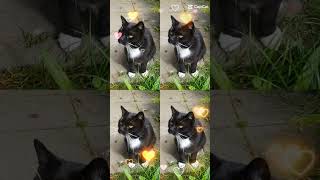 #music #katzen #grüße