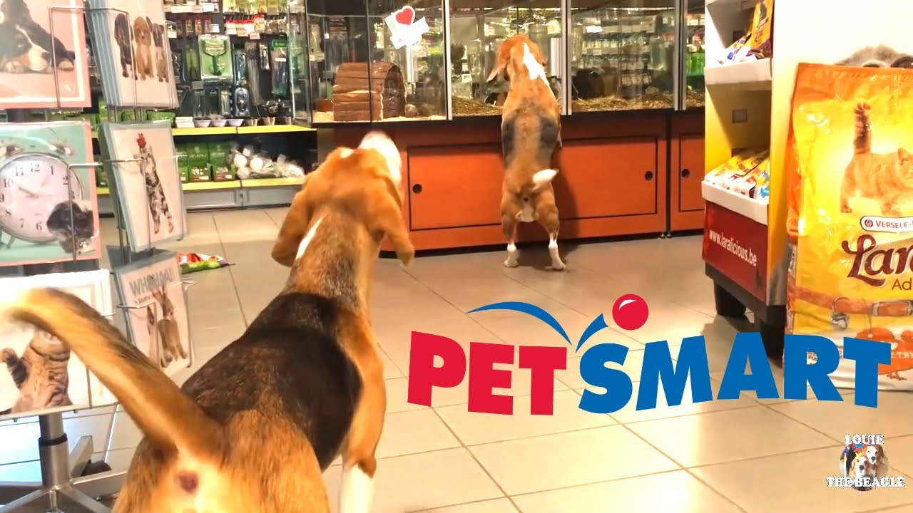 Funny Dogs at Petsmart WITHOUT A LEASH! Funny Beagles Louie & Marie