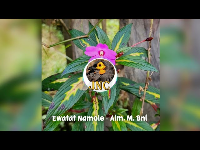 Ewatat Nagal - Lagu Adat Suku Amungme #ewatat #amungme #papua #indonesia #timika class=