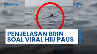 VIRAL Video Hiu Paus di Teluk Jakarta Terbidik Kamera Pemain Jet Ski, BRIN Beri Penjelasan